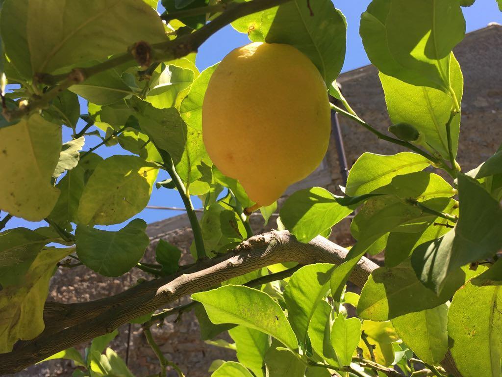 Lemon Tree Villa Tripi Esterno foto